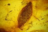 Detailed Fossil Caddisfly and Leaf in Baltic Amber #135022-2